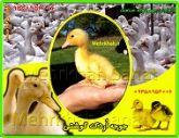 فروش جوجه اردک در سنین مختلف